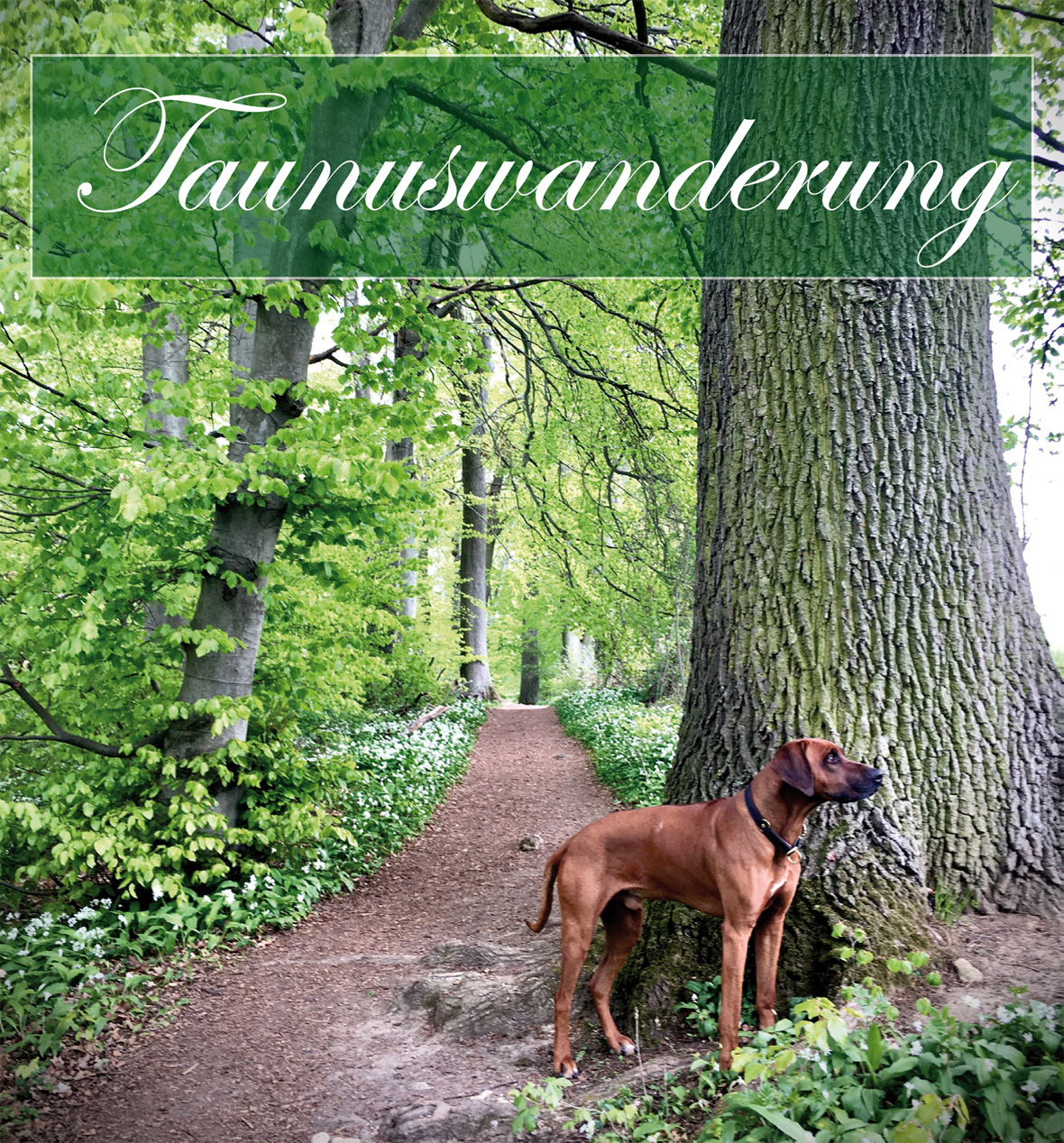 taunuswanderung-neutral